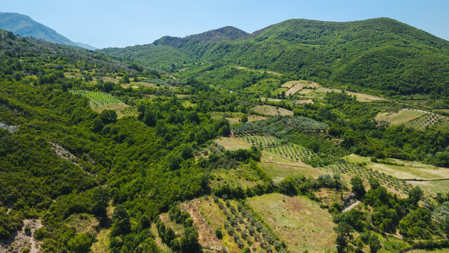 Typical Rural Countryside in Albania with Olive Groves