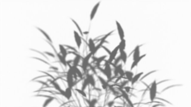 Multi-leaf plant shadow isolated as transparent PNG overlay, natural silhouette for lighting effects, compositions, mockups, and graphic design.