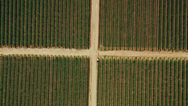 Aerial view of vineyard with neat rows of vines and intersecting dirt paths in Mala Remeta, Vojvodina, Serbia.