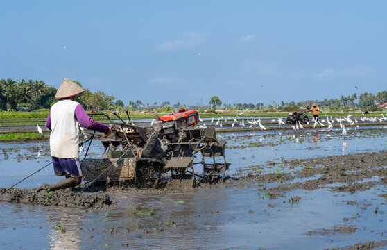 Indonesian farmer plowing muddy rice field with hand tractor accompanied by egrets