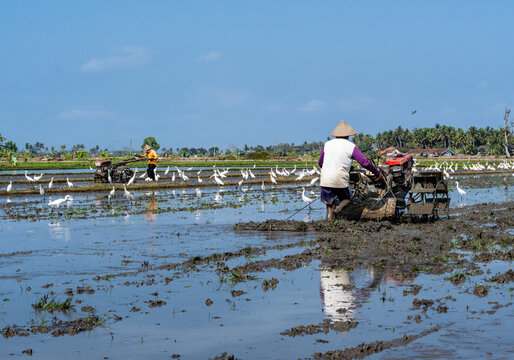 Indonesian farmer plowing muddy rice field with hand tractor accompanied by egrets