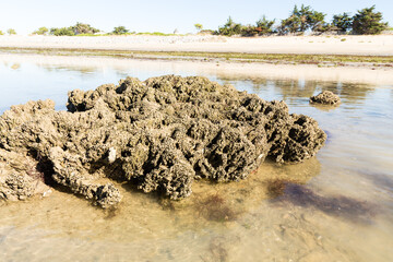 Récif construit par un petit ver marin filtreur appelé l’hermelle, Sabellaria alveolata, devant une plage de sable © YVO-Photos