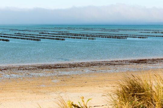 Parc &agrave; moules &agrave; mar&eacute;e descendante, alignement des bouchots devant la plage