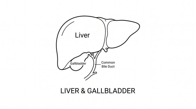 Very beautiful black and white flat vector illustration of the human liver and gallbladder showing bile ducts and anatomical structure, centered label below illustration: "LIVER & GALLBLADDER", isolat