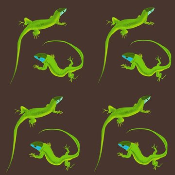 lizard, reptile, animal, nature, green, wildlife, iguana, gecko, dragon, chameleon, isolated, wild, lacerta, tropical, macro, scales
