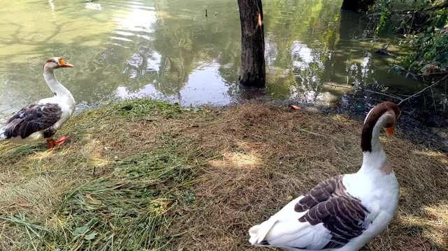 white goose on the beach