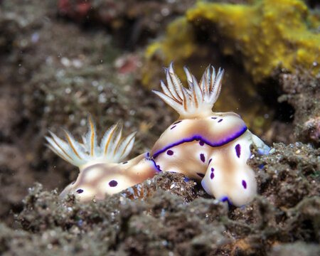 Tryon's nudibranchs, Hypselodoris tryoni, mating in Tufi fjords, Papua New Guinea