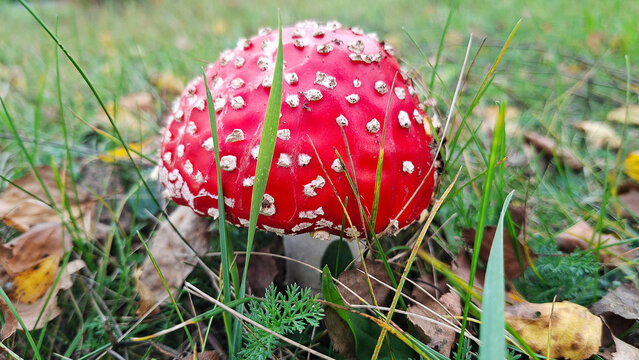 Close up of red fly agaric mushroom with white spots in green grass and dry leaves at autumn day