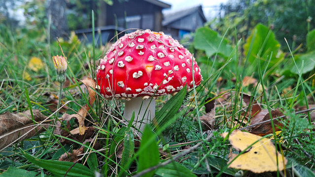Toxic red fly agaric mushroom growing in green grass near small wildflower bud at autumn day