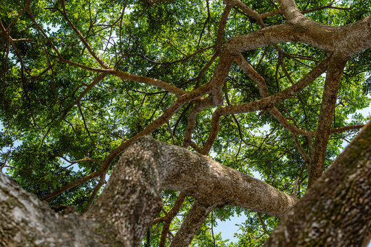 Low angle view of dense green tree canopy and spreading branches against clear sky
