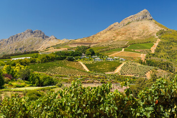 Obraz premium Sunlit vineyard in South Africa