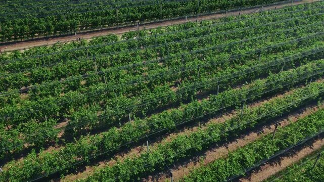 Aerial view of a lush vineyard covered with protective netting, showcasing rows of grapevines in the countryside in Mala Remeta, Vojvodina, Serbia.
