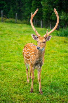 Male deer with antlers standing on green grass in a natural landscape, surrounded by trees and foliage in a serene outdoor setting