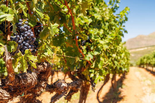 Ripe grapes on vine in South African vineyard