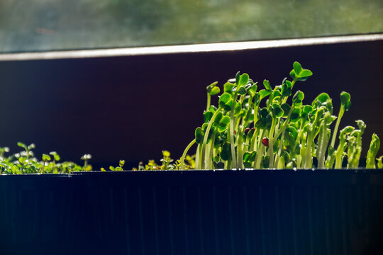 Fresh pea shoots and cress microgreens growing in trays on windowsill under sun with copy space for organic food promo