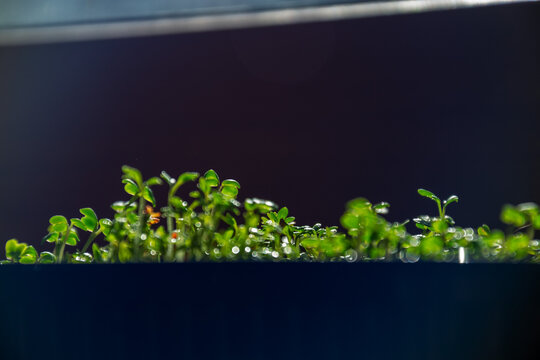Fresh green watercress sprouts growing in black plastic tray under morning light with copy space on dark background
