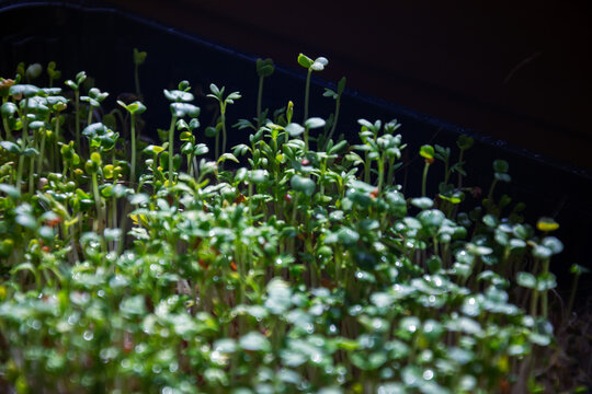 Green garden cress seedlings growing indoors in black nursery tray against dark background