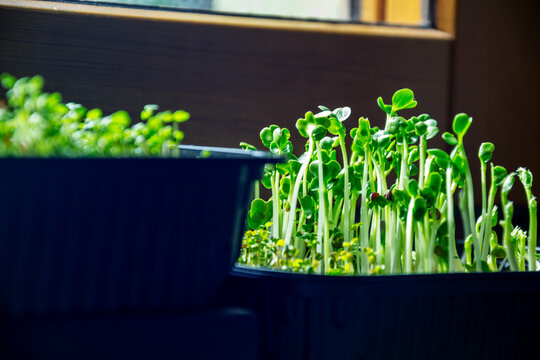 Healthy green microgreen sprouts growing indoors in black plastic boxes on sunny day
