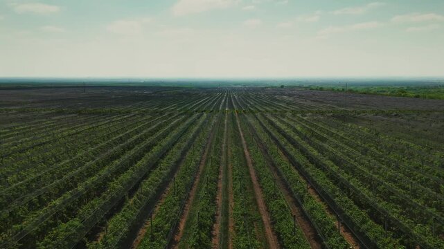 Aerial view of vineyard with rows of grapevines under protective netting in the countryside in Mala Remeta, Vojvodina, Serbia.