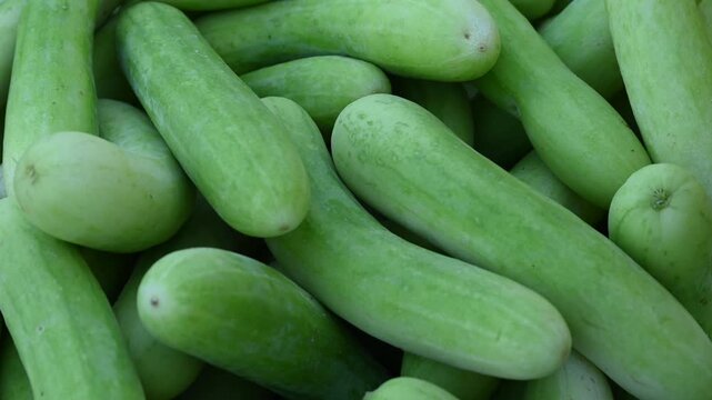 Cucumber is a nutritious fruit with a high water content. Green cucumbers on shelf in market.Organic ingredient thai food