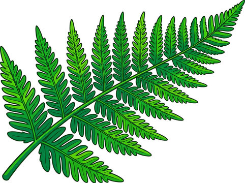 Green fern leaf illustration isolated on a transparent background