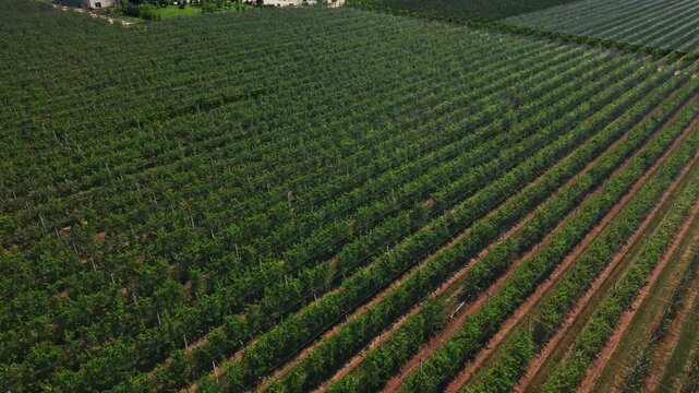 Aerial view of rows of lush green vines in a vineyard under bright sunlight in Mala Remeta, Vojvodina, Serbia.