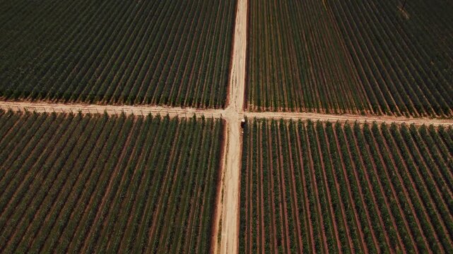 Aerial view of a vast vineyard with neatly aligned rows of grapevines separated by a central dirt road in Mala Remeta, Vojvodina, Serbia.