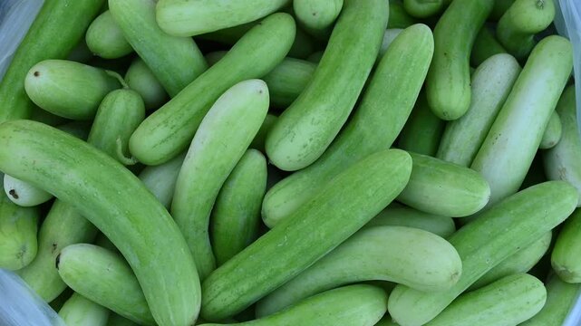Cucumber is a nutritious fruit with a high water content. Green cucumbers on shelf in market.Organic ingredient thai food