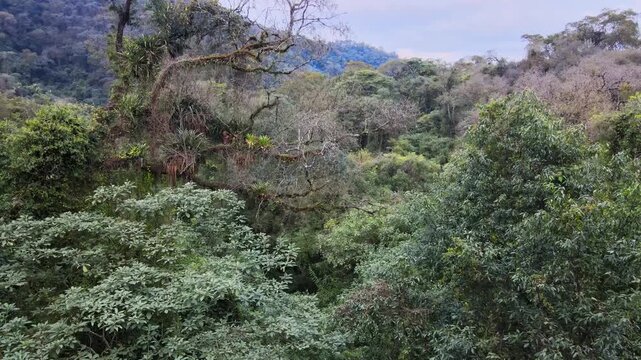 Dense Yungas cloud forest fills the frame with layered green canopy and mossy trees in the Andes of northwest Argentina, useful as nature b-roll or a quiet establishing shot.