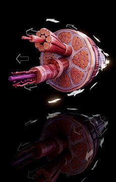Conceptual 3D illustration of striated skeletal muscle anatomy in cross section
