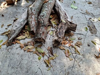 dead tree trunk on the top of concrete © karina