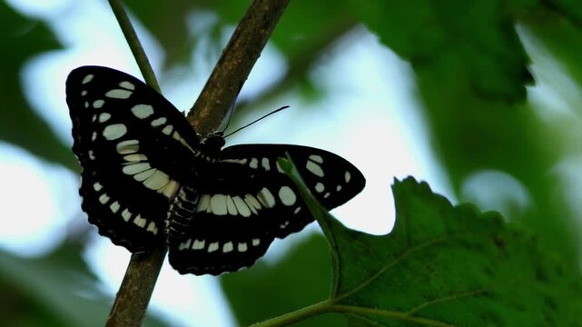 Closeup low angle footage of a common sergeant butterfly, Athyma perius, climbing along a leafy tree branch while gently flapping its wings during autumn in Himachal Pradesh, India.