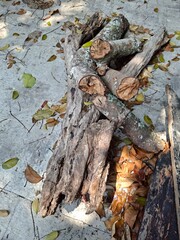 old tree trunk on the top of concrete © karina