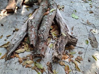 bark of a tree on the top of concrete © karina