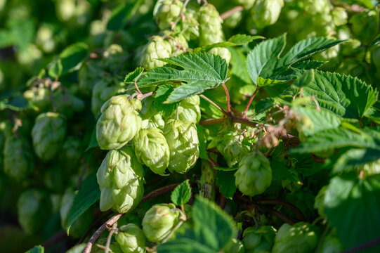 Fresh green hop cones growing on vine branches ready for beer brewing harvest