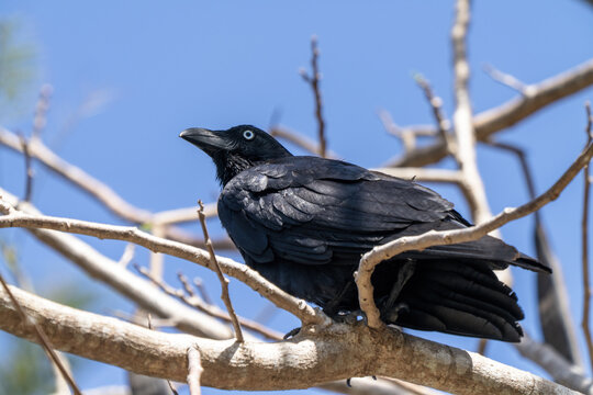 Torresian crow, Corvus orru, in Tufi fjords, Papua New Guinea