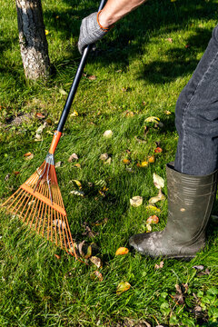 Gardener raking dry leaves on lawn grass with fan rake
