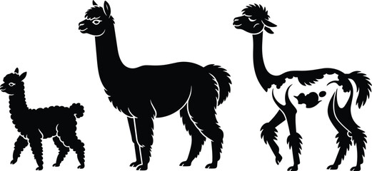 Obraz premium Black and white silhouettes of an alpaca family representing different stages of life from youth to maturity