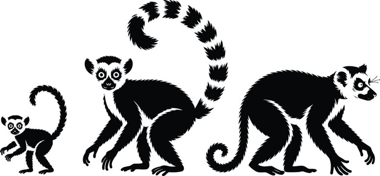 Lemurs growing progression depicting infant youth and adult stages in a black and white vector animal