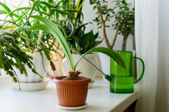 A houseplant on the windowsill with a watering can in the background. Watering indoor flowers.