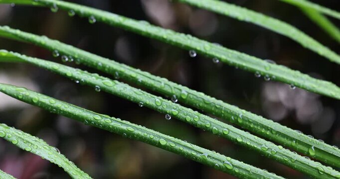 Vibrant green palm tree leaves covered in water drops moving in the breeze with a multi-coloured soft-focused dark background. Captured in slow motion on a rainy day.