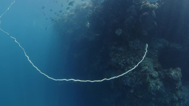 Healthy corals and school of fish swim near the coral reef in the Misool Archipelago, Raja Ampat, Indonesia