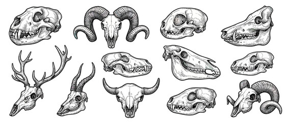 Obraz premium Collection of Animal Skulls on Transparent Background