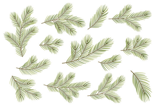 Set of conifer branch sprigs of various shapes