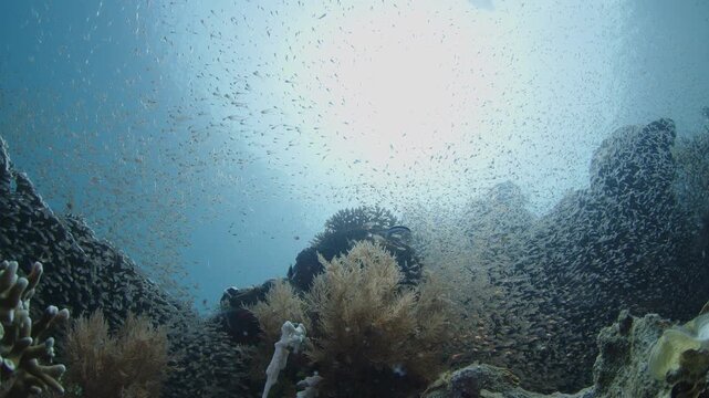 Silversides (Atherinidae) schooling over the coral reef on Misool Archipelago famous for its abundance of marine life. West Papua, Raja Ampat, Indonesia.
