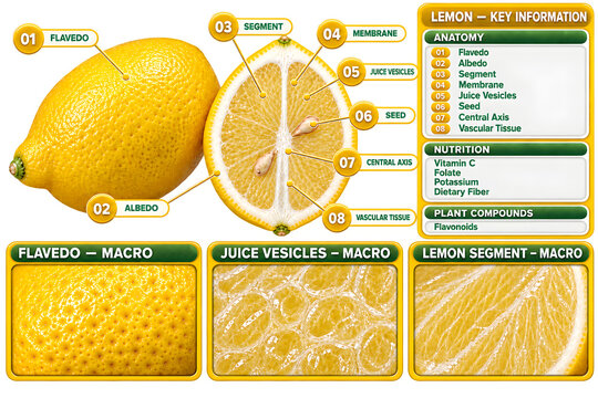 Lemon Anatomy and Nutrition Scientific Infographic