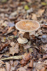Mushrooms, Grey-spotted Amanita,  in a magical autumn forest theme at Noordlaarder forest, Groningen, the Netherlands © Dan Photo Shaman