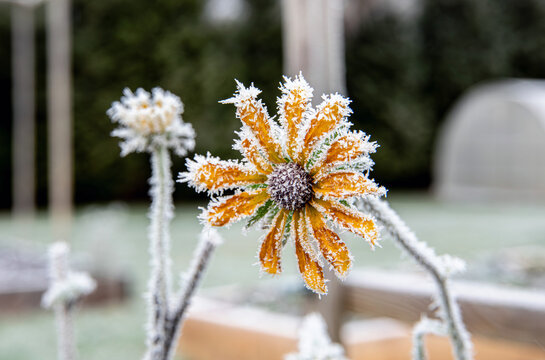 Rudbeckia, known as coneflowers and black-eyed Susans, covered with the first hoarfrost in autumn.