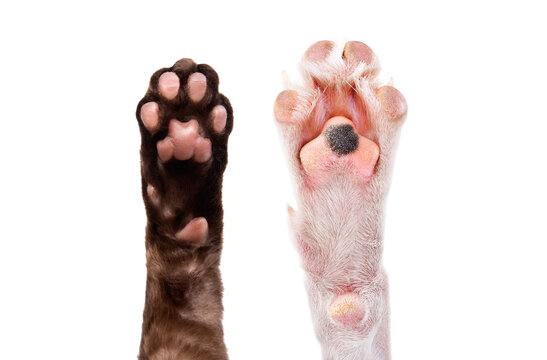Paws of Devon Rex cat and dog Parson Russell Terrier isolated on white background