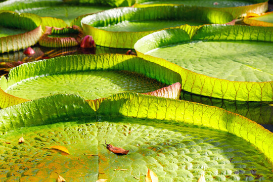 Close-up Victora Regia Amazonica giant water lily pads glow green yellow petals rippling lake surface. Natural waterlily patterns lush wetland environment exotic tropical serenity in tropical pond